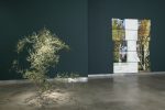 The Birdwatchers, bitforms gallery, 2011. Left to right: Adriana Salazar, Moving Plant #24, 2011; Gabriela Albergaria, Fictional landscape/view with Betula Pubescens and Liriondendron tulipifera (Oxford Botanic Garden, UK), 2011.