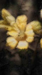 ra_m-h_floral-pigmentations_c_02_w