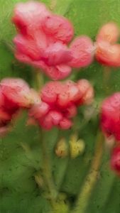 ra_m-h_floral-pigmentations_c_03_w