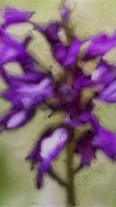 ra_m-h_floral-pigmentations_c_05_w