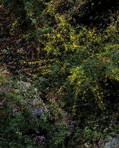 Detail gif of Goldenrod and Meadow Flowers, Fort Greene Park, from pointcloud.garden, 2020