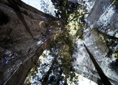 Bill Fontana, Sequoia Tree River Echoes, 2019