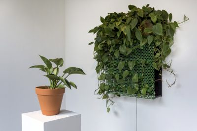 Daniel Rozin, Plant Mirror No. 1, 2022