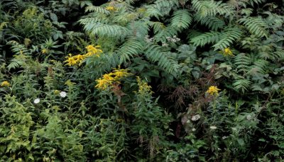 Clement Valla, Goldenrod and Sumac, Shandaken, NY [70x40 version], 2022