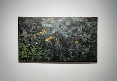 Clement Valla, Goldenrod and Sumac, Shandaken, NY [70x40 version], 2022