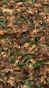 Forest Floor : 52 Hour Film by Jeffrey Blondes, 2007