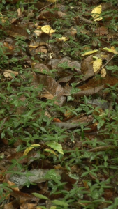 Forest Floor : 52 Hour Film by Jeffrey Blondes, 2007